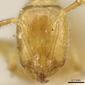 Solenopsis wolfi (casent0904622) head