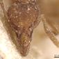 Strumigenys tenuipilis (casent0904953) head