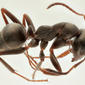 Worker - lateral view - magnified - white background