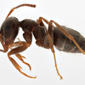 Worker - lateral view - magnified - white background