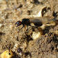 Formiga-de-asas ou Agúdia // Harvester Ant (Messor barbarus)