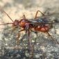 Formiga // Ant (Cataglyphis hispanicus), male