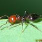 Formiga // Ant (Crematogaster scutellaris)