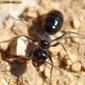 Formiga // Ant (Cataglyphis ibericus species-group), queen