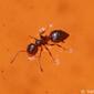 Formiga // Ant (Crematogaster sordidula)