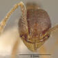 Pheidole colobopsis