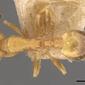 Temnothorax tauricus