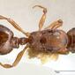 Temnothorax adlerzi